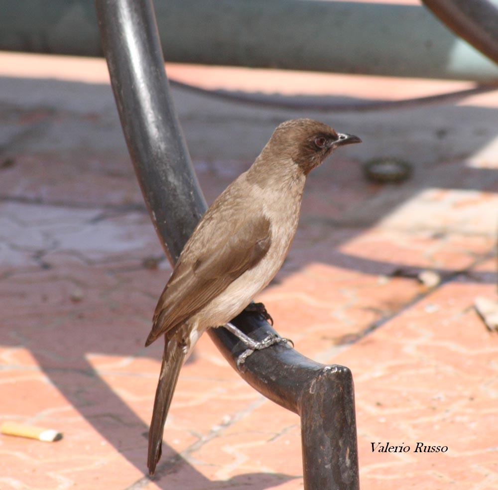 foto dal marocco